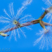 Red Valerian